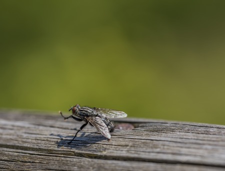 Fly insect on dry gray old tree in summer hot dayの写真素材