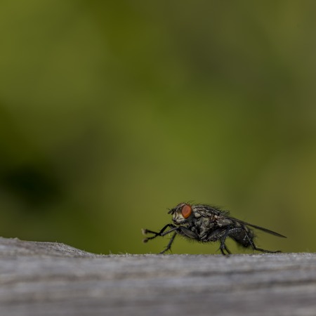Fly insect on dry gray old tree in summer hot dayの写真素材