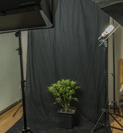 Auto flower small variety of color green dark nice marijuana with shiny leafs in studioの写真素材