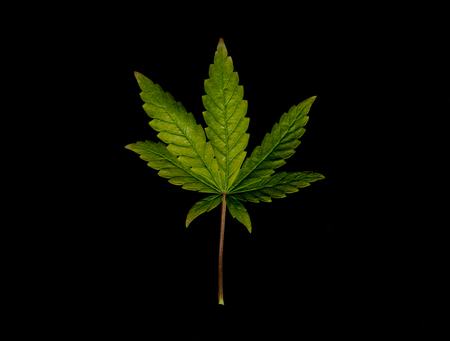 Color yellow green orange marijuana leafs with black backgroundの写真素材