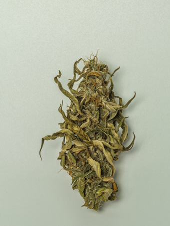 Very dried yellow green marijuana with white backgroundの写真素材