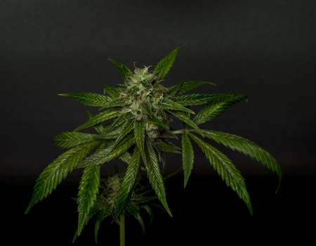 Sage n Sour green variety of medical marijuana with black backgroundの写真素材