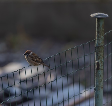 Sparrow bird on fence tree in winter frosty sunny dayの写真素材