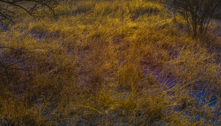 Sunrise on Boren hill near Bilina town in winter frosty color morning with pine treeの写真素材