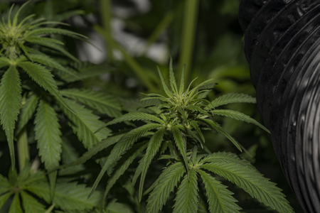 Afghan kush special variety of marijuana with young yellow green bloomの写真素材