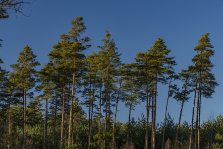 Pine trees with blue sky in winter sunny nice blue sky day
