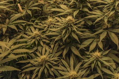 Afghan kush special variety of marijuana with young healthy green yellow bloom