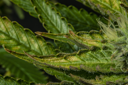 Macro detail of aged color leaf of Afghan kush variety of good marijuanaの写真素材