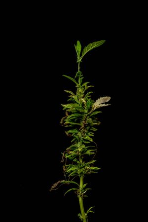 Old sick dry marijuana flower with new green leaf isolated with black backgroundの写真素材