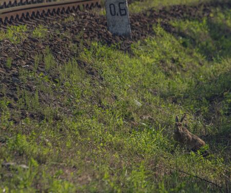 Hare in green grass near railway track in east Slovakia in summer hot morning