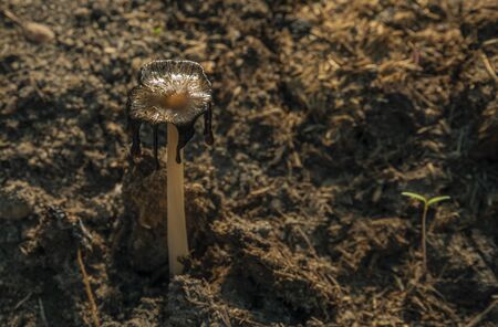 Old manure muschrooms with sunset summy orange shineの写真素材