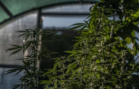Marijuana aged small blooms in summer greenhouseの写真素材