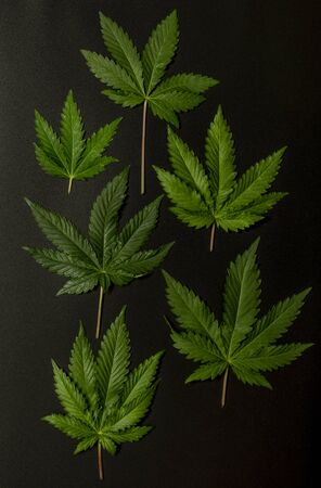 Green leafs of French cookies variety of marijuana with black backgroundの写真素材