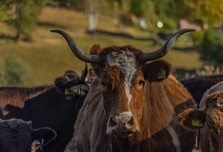 Cows with horns in color autumn sunny morning in Sumava national parkの写真素材