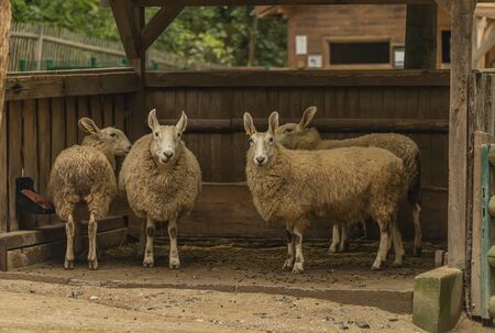 Sheep with long ears near wooden fence in dark cloudy autumn dayの写真素材