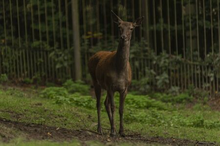 Deer and doe on green meadow in wet autumn day near forestの写真素材