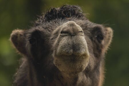 Brown female camel in autumn wet rainy green day