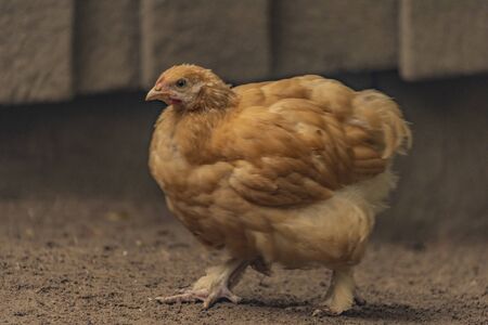 Color hen with long feathers on small legs in dark cloudy autumn day