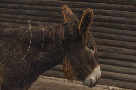 Brown hair donkey with wooden fence and long ears in autumn cloudy day