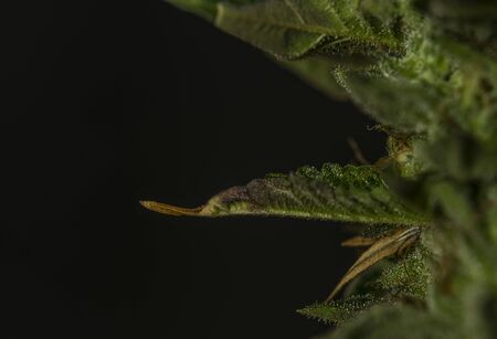 Macro detail of ripened French cookies variety of marijuana with green color leafs