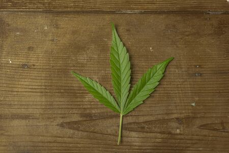 Various shape and color of marijuana green leafs on wooden backgroundの写真素材