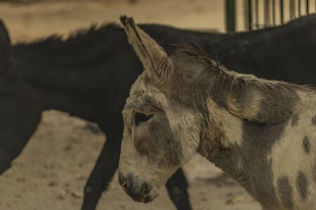 Brown hair donkey with wooden fence and long ears in autumn cloudy dayの写真素材