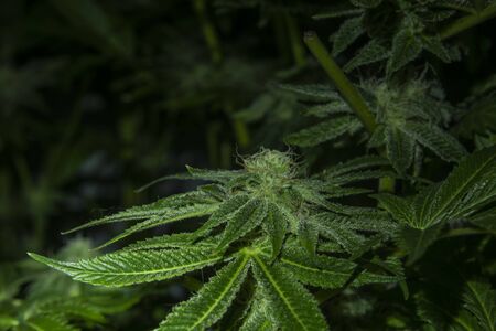 Green French cookies variety of marijuana in tent hydroponics indoorの写真素材
