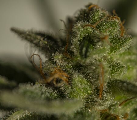 Ripened bloom of French cookies marijuana medical flower near white wall with sun