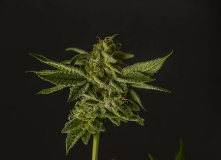 Green color ripened marijuana big flower with black background