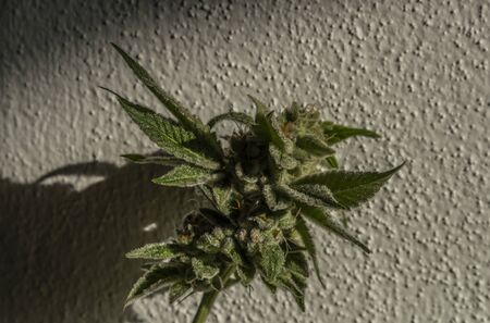 Ripened bloom of French cookies marijuana medical flower near white wall with sun