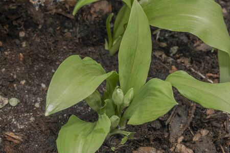 Bear garlic flower with green young leafs in spring sunny day