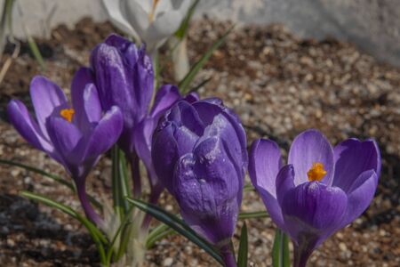 Crocus color nice flower in spring sunny hot dayの写真素材