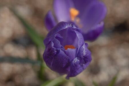 Crocus color nice flower in spring sunny hot fresh day