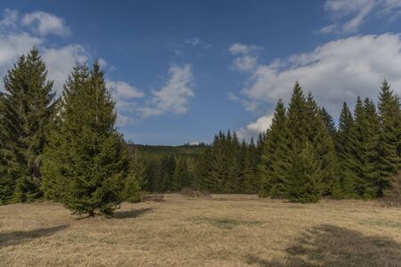 Spruce green tree with blue sky and white clouds in spring day in national parkの写真素材