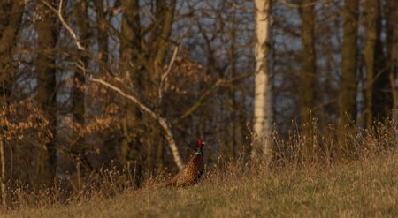 Color nice pheasant on orange meadow in sunset evening time with blue skyの写真素材
