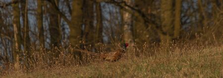Color nice pheasant on orange meadow in sunset evening time with blue sky