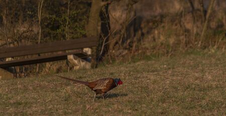Color nice pheasant on orange meadow in sunset evening time with blue skyの写真素材