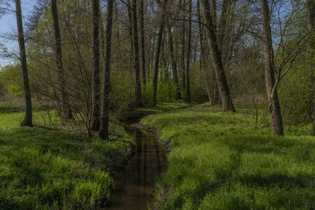 Creek near Blanice river in spring green forest in south Bohemiaの写真素材