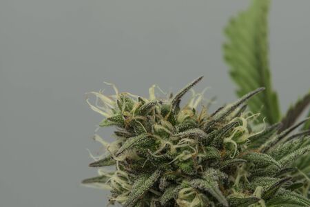 Bubba kush automatic marijuana flower with grey backgroundの写真素材
