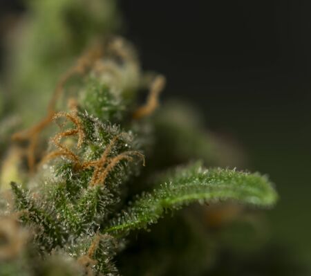 White Russian variety of marijuana flower macro view with black grey backgroundの写真素材