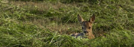 Small deer lying in fresh mowed field in hot sunny summer dayの写真素材
