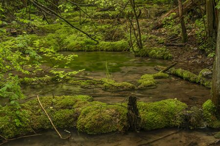 Cisarska gorge with clean creek and waterfall near Berounka river in spring rainy dayの写真素材