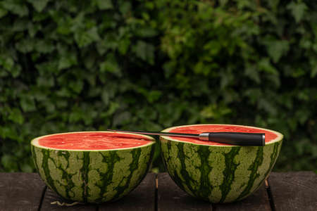 Big red sweet melone on brown wooden table in hot summer green garden