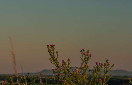 In middle of dry field in sunset color evening near Melcany village in south Moraviaの写真素材
