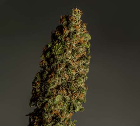 Detail of dry green bloom Strawberry akeil variety of marijuana flower with black background