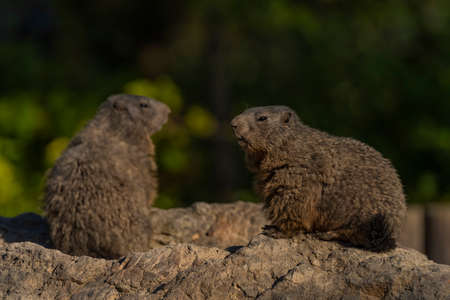 Marmot on stone in sunny nice summer color morningの写真素材