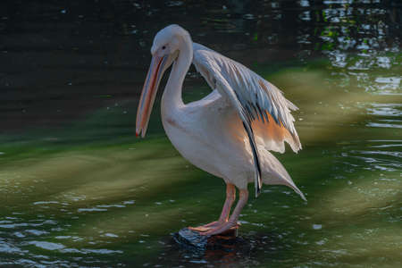 Pelican bird on green pond with sunny shine in autumn color morningの写真素材