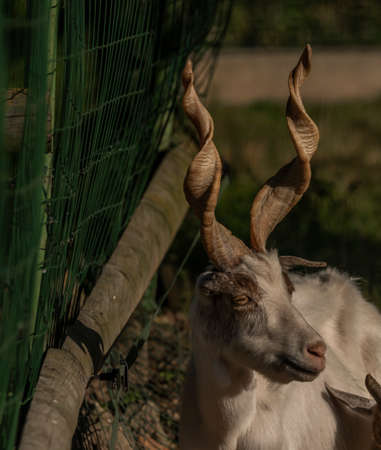 Capra Aeagrus Hircus goat animal in summer sunny morning near metal fence