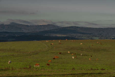 Sunrise time with cows near Ceske Budejovice city in autumn color sunny morning with green forestの写真素材