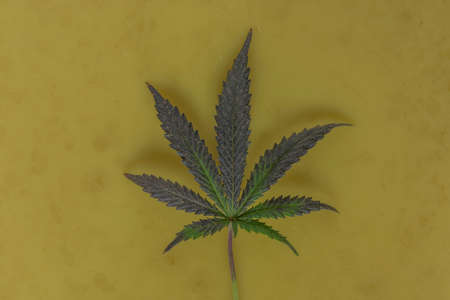 Marijuana butter with violet and green leafs in plastic basin